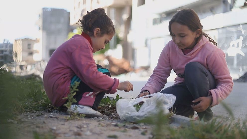 Vilda växter blir nödmat när Gaza svälter
