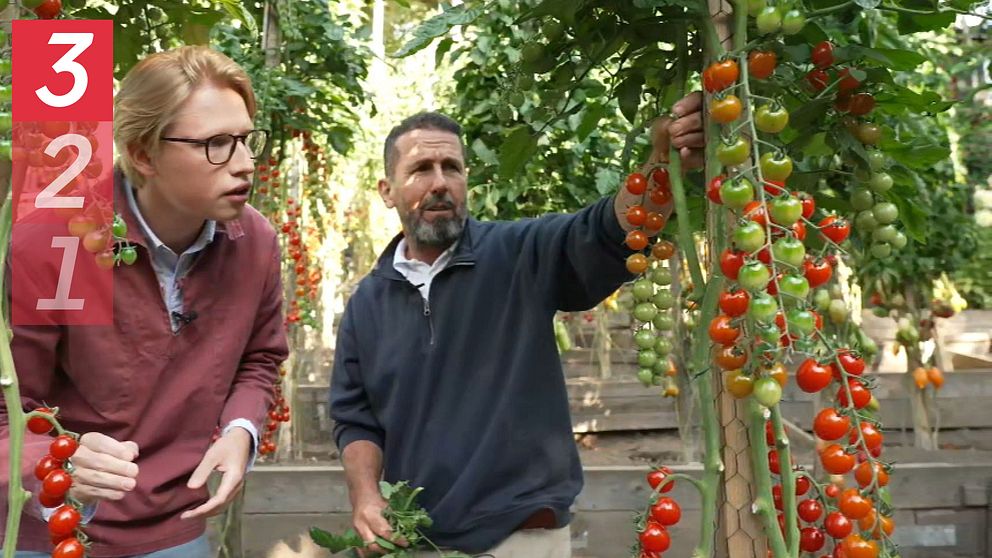 Abdullah ”Tomatmannen” Almassri  och SVT:s William Brynolfsson tittar på tomater