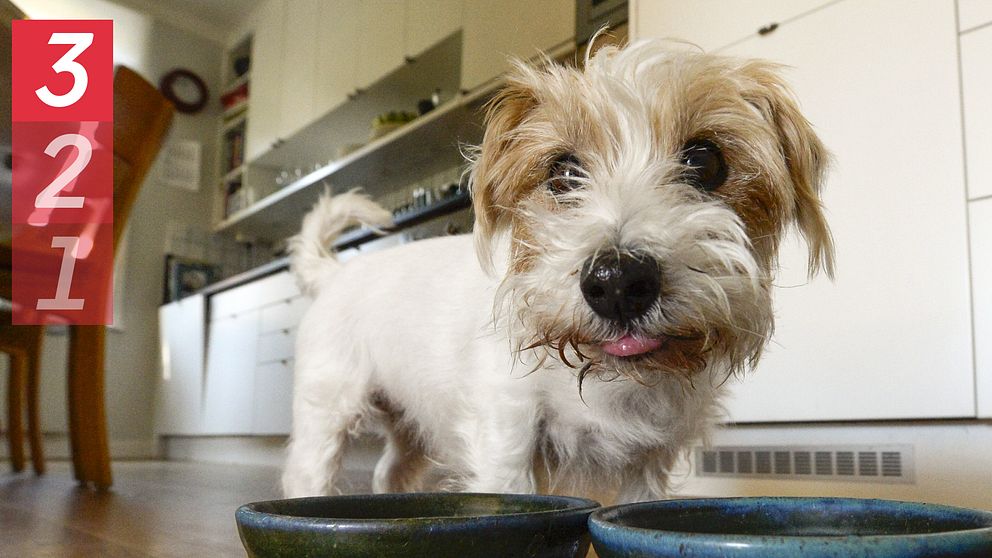 En hund står vid två matskålar och tittar in i kameran.