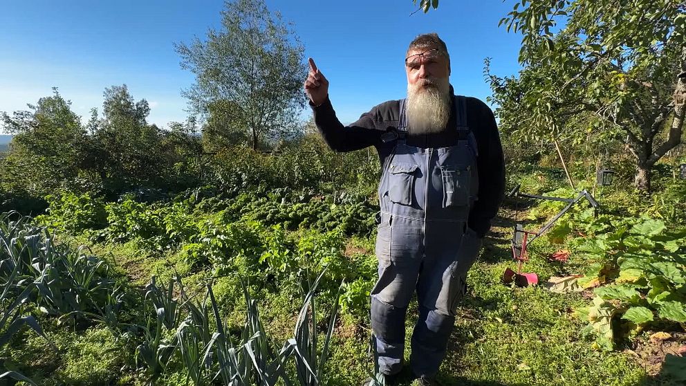 Patrick Sellman står i sin grönsaksodling och pekar uppåt. Omgivningen består av frodiga växter med rader av grönsaker som sallad och lök, samt träd och buskar i bakgrunden. Himlen är klar och blå, vilket tyder på en solig dag.