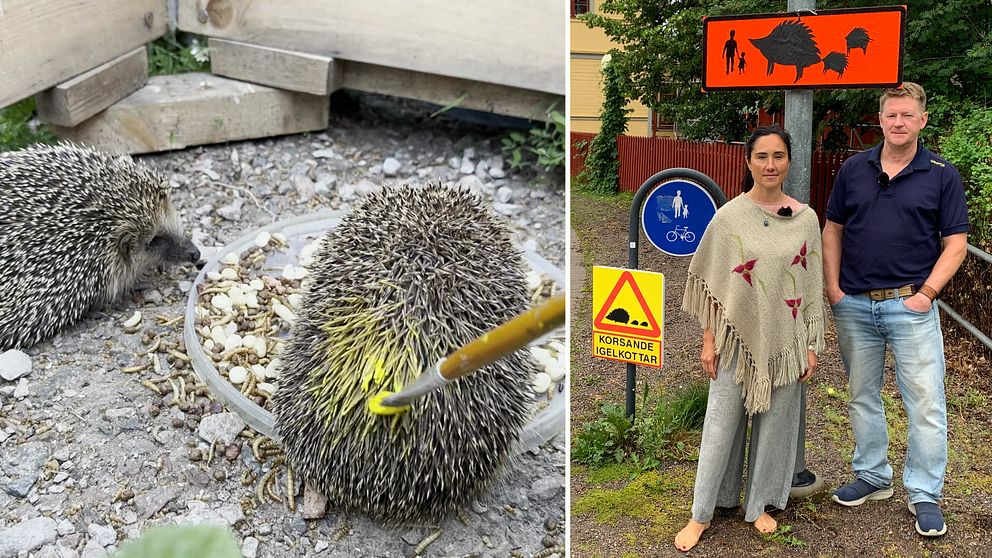gul fläck målas på en igelkott, två personer står bredvid skyltar som varnar för igelkottar