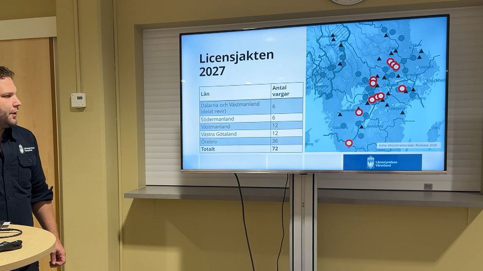 Länsstyrelsen: Ingen vargjakt i Värmland | SVT Nyheter