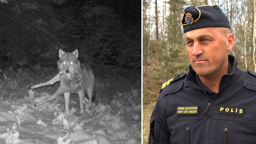 Delad bild. Vänster: varg fångad av viltkamera. Höger: polis i uniform i skogsmiljö.
