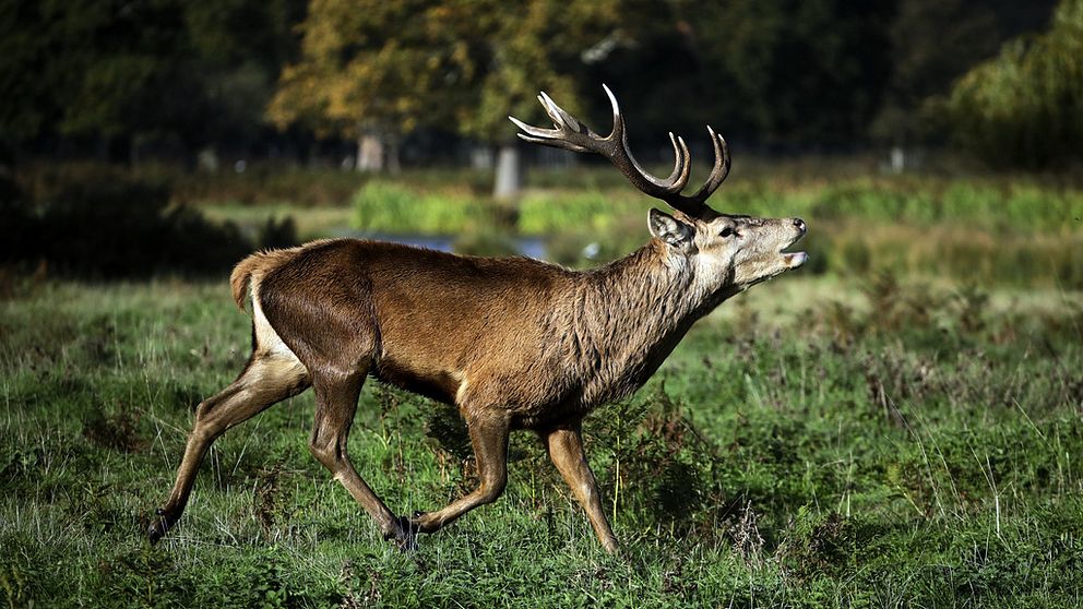 Kronhjort som springer runt i grönområde