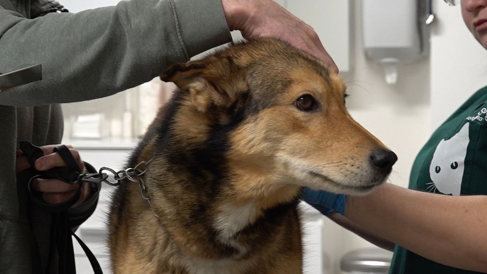 En hund får en hälsoundersökning på en veterinärklinik, medan en veterinär undersöker den försiktigt och en ägare håller den i en koppling.