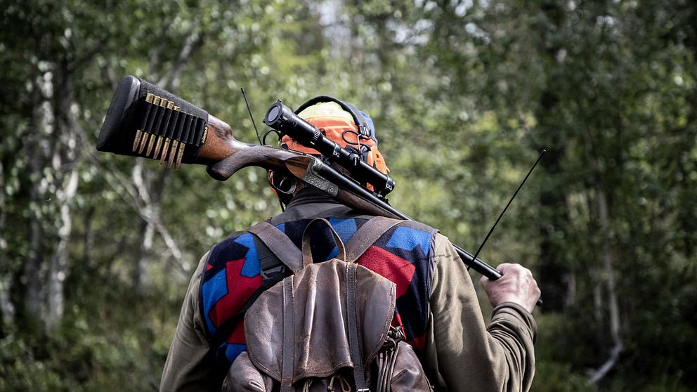 En jägare går med ryggen mot kameran och har ett gevär över axeln för att illustrera att årets björnjakt är avlyst.