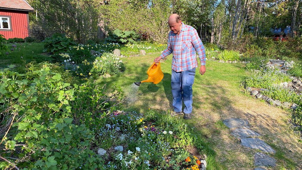 Göte Karlsson vattnar i sin trädgård i Grövelsjöfjällen