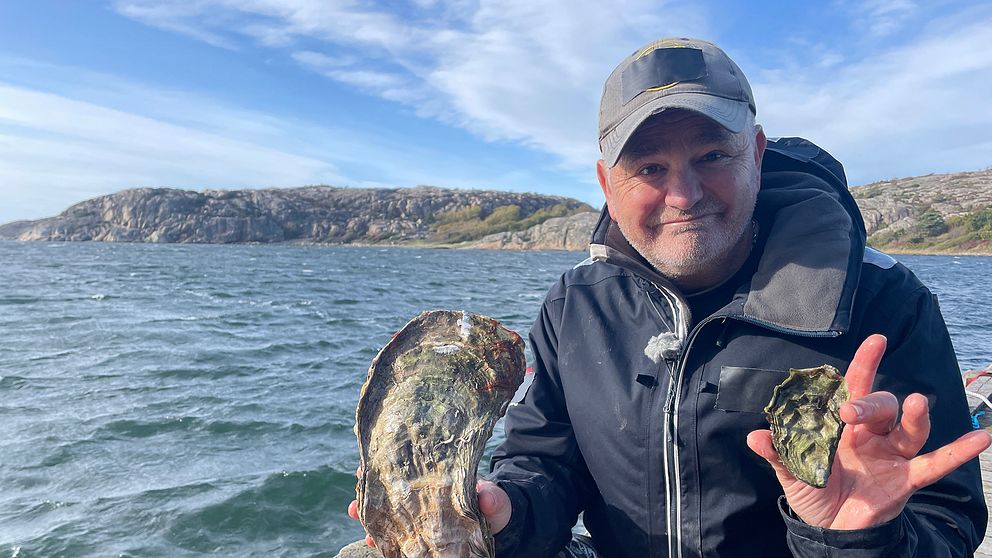 Ostronfiskaren Bengt Klemming poserar med rekordostronet och ett normalt ostron