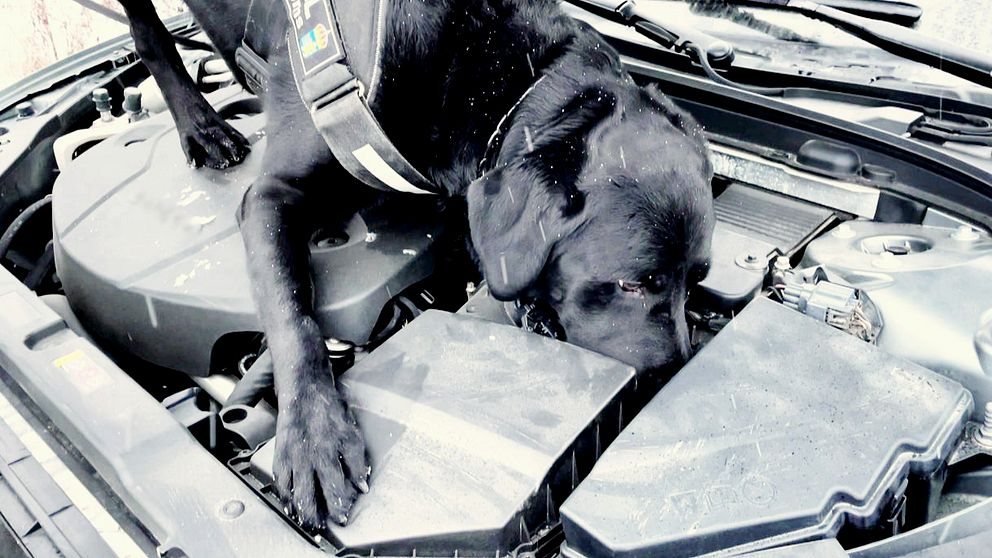 På bilden ser du labradoren Loki i Haparanda som tar upp jakten på en planterad amfetamingömma i SVT-bilen.