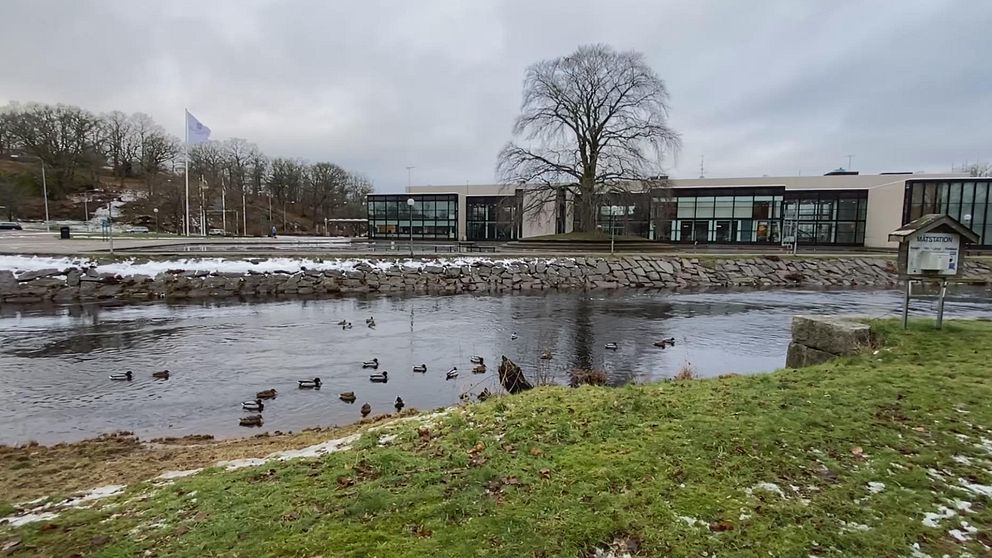 En stilla scen vid en damm med en gräsmatta i förgrunden och ett par ankor simmande i vattnet. I bakgrunden syns en modern byggnad omgiven av träd, och en snötäckt bank längs dammens kant. Temperaturen synes vara kall, vilket antyds av snön. Ronnebyån Ronneby stadshus