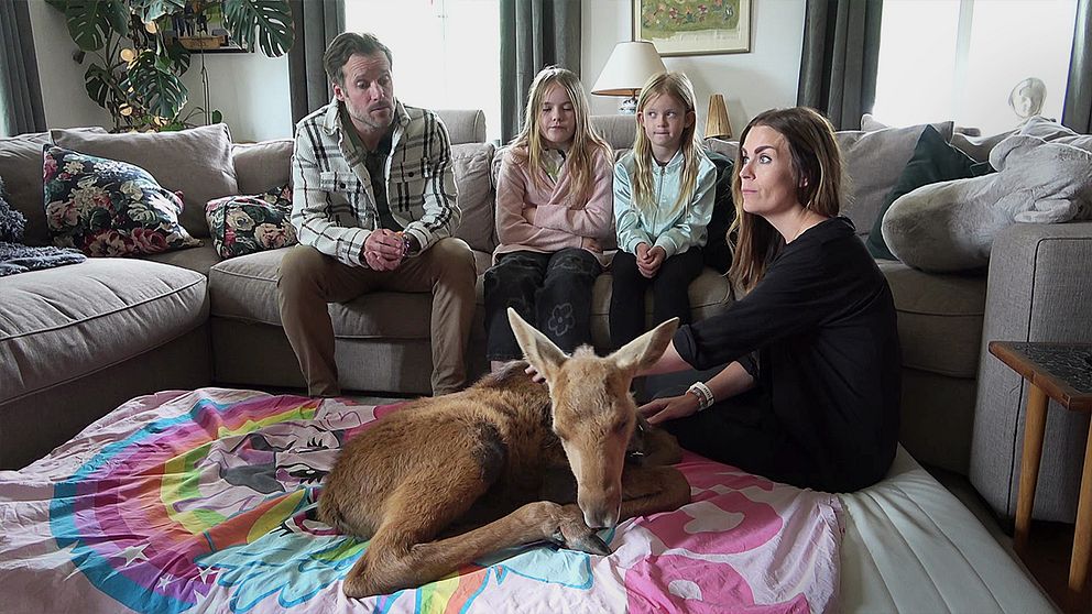 En familj sitter i en soffa. På golvet sitter mamman med en älgkalv.
