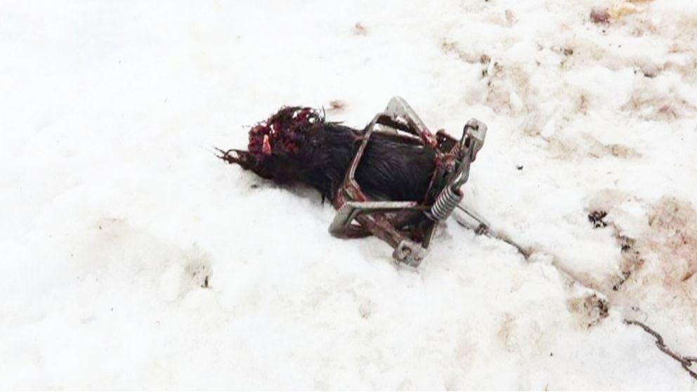 En bild på ett järvben som fastnat i en saxfälla. Det är snötäckt mark.