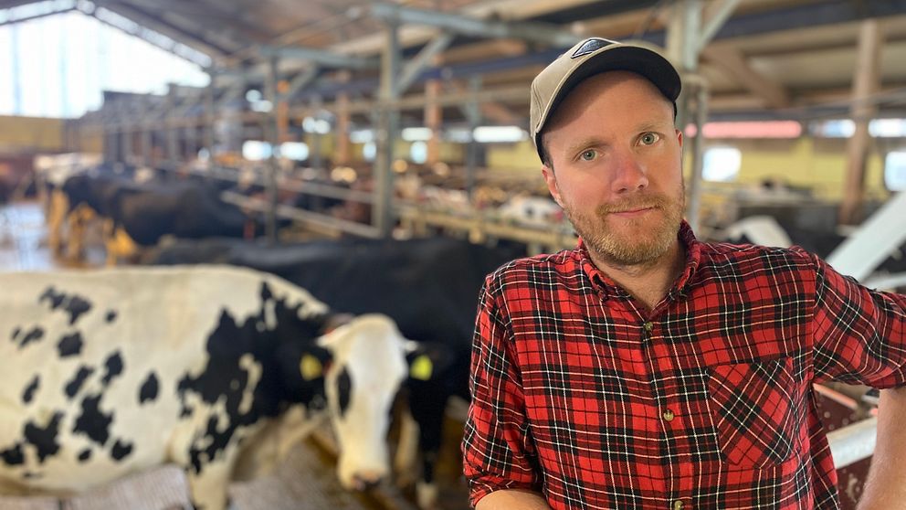 Björn Andersson i rutig skjorta står i sin ladugård ihop med en vit- och svartfläckig ko.