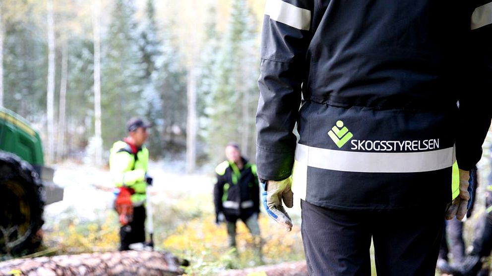 skogsarbetare vid en avverknling