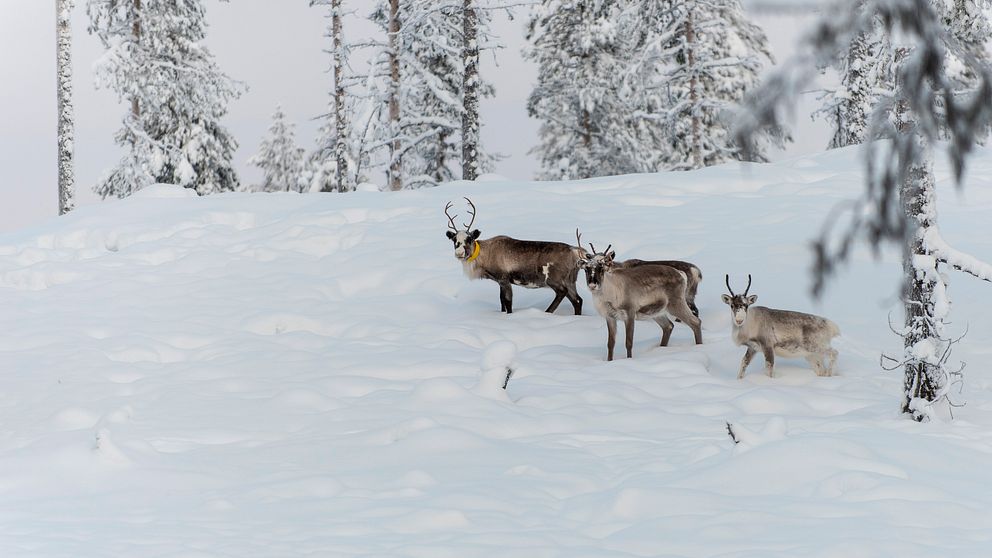 Renar utanför Kiruna