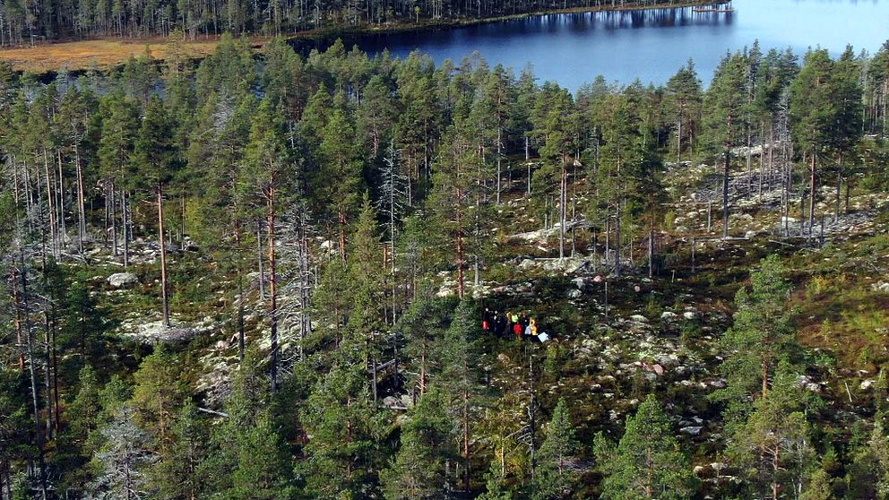 Drönarbild över ett skogsområdet i Mora