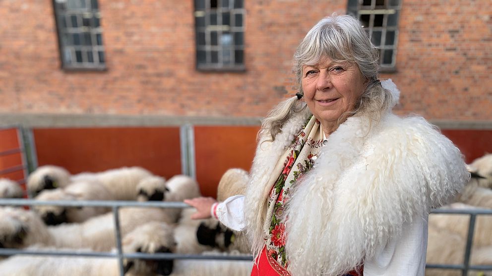 arrangören Marita Tauni framför ett gäng Walliska svartnosfår.