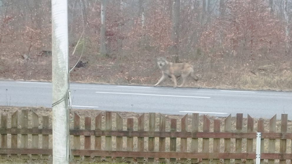 En ensam varg promenerar längs en väg intill en skogsdunge, sedd bakom ett trästaket.