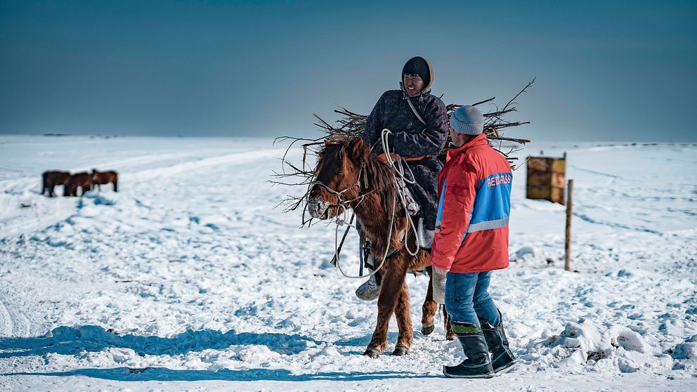 En mongolisk boskapsskötare samlar ved för att ge värme till familjen i Ulaangom Soum, Uvs-provinsen i Mongoliet, den 1 mars 2024.