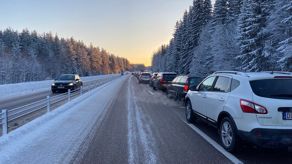 Köer på E4 norr om Gävle.