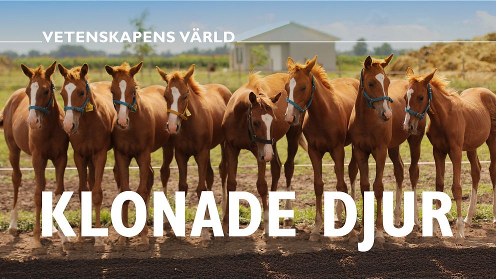 Åtta identiskt utseende hästar står på en rad på en åker, med texten ”VETENSKAPENS VÄRLD” och ”KLONADE DJUR” ovanpå bilden.