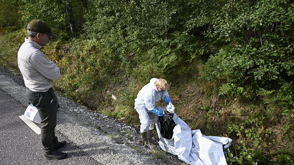 En person lägger ett vildsvinskadaver i ett dike i en vit säck. En man ser på.