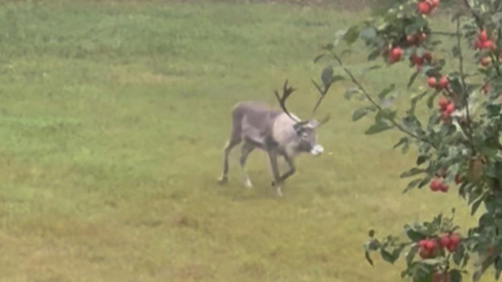 En ren som passerar genom en trädgård i Östmark, Torsby kommun