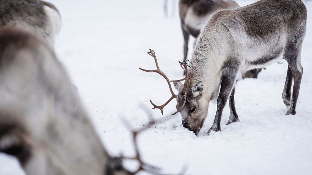 Renar som betar i djup snölandskap, med flera djur i förgrunden och bakgrunden.