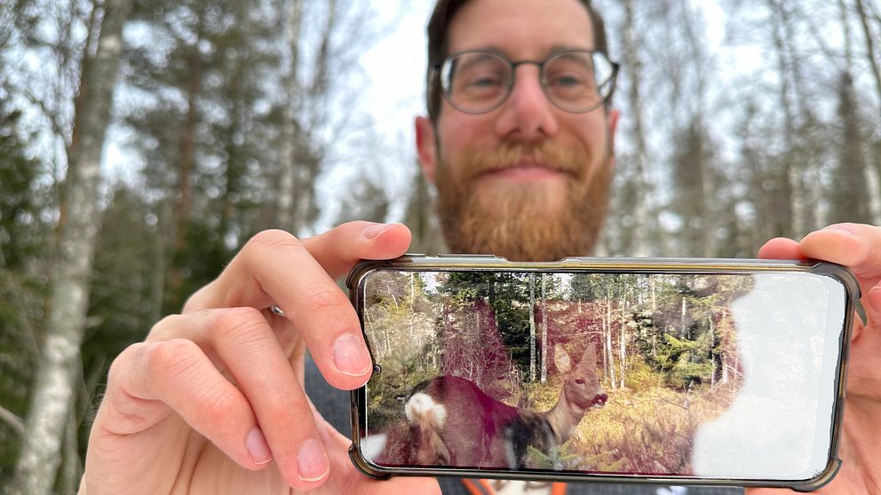 Forskaren Tim Hofmeester visar en bild på ett rådjur som fastnat på en av viltkamerorna i Umeå