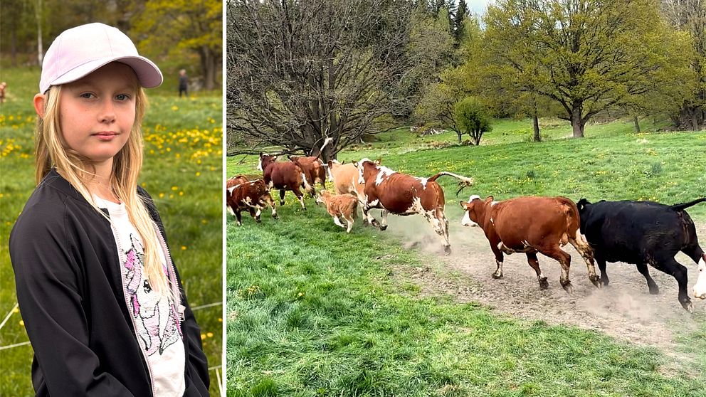 Delad bild. Vänster: barn utomhus i keps. Höger: en grupp kor springer på en grässtig.