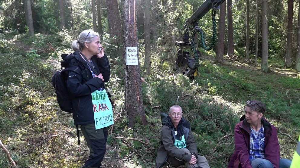 Aktivister sitter i skogen och försöker stoppa skogsavverkning