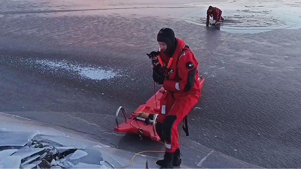 Räddningstjänsten räddar en chihuahua ur det iskalla vattnet.