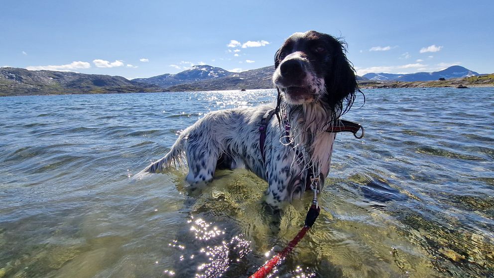 En hund njuter av ett dopp i Riksgränsen efter en vandring på fjället.