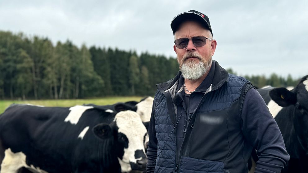 Lantbrukaren Anders Nilsson i Laholm står framför kor och pratar om djursjukdomen blåtunga.