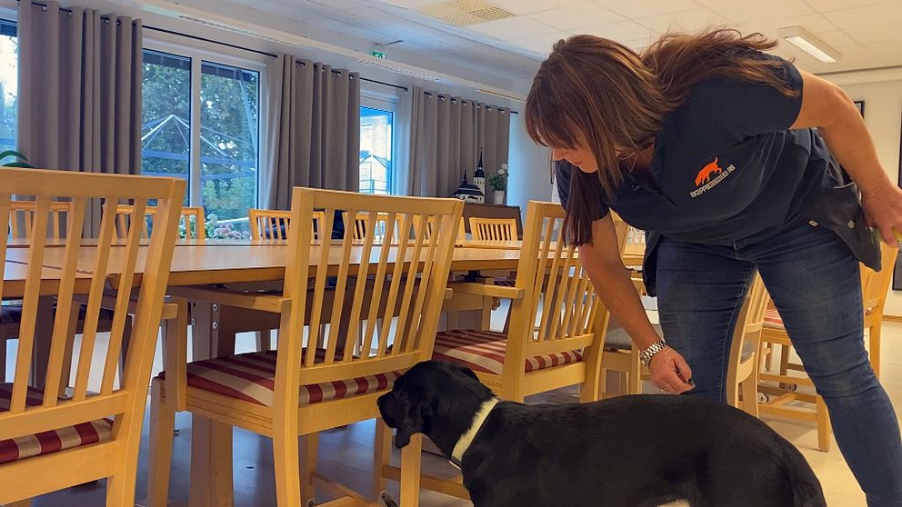 Hunden Ember och hundföraren Madeleine som söker efter vägglöss på stolar i demensboendet i Borlänge.
