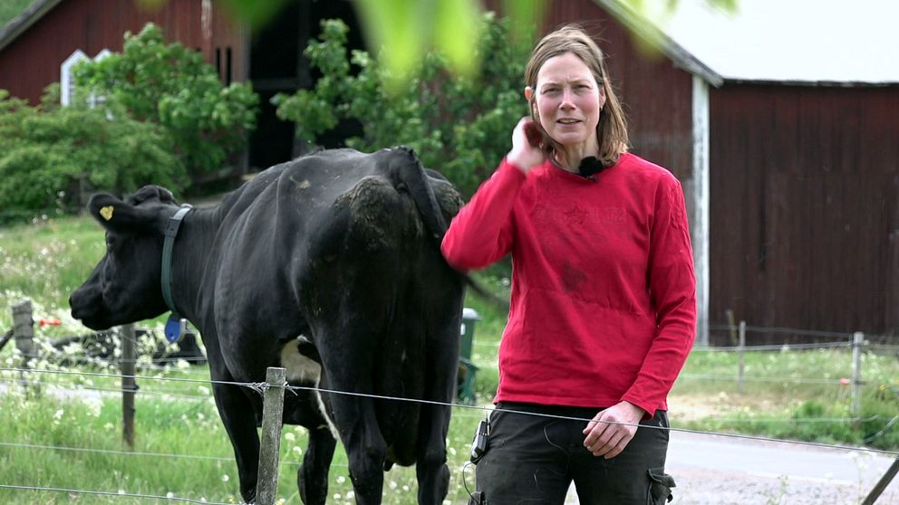 Mjölkbonden Kajsa Petersson står i en hage med en kossa