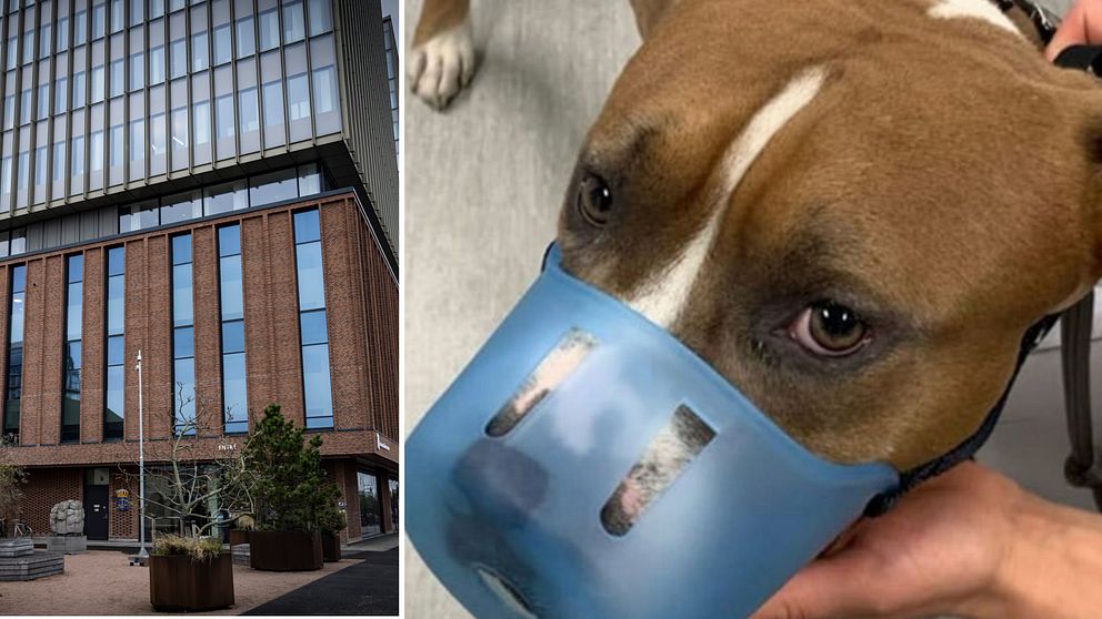 Delad bild: Till vänster syns en modern kontorsbyggnad med glas- och tegelfasader som är Malmö tingsrätt. Till höger visas en närbild av en hund som bär en blå munkorg, vars päls är brun med en vit strimma på huvudet.