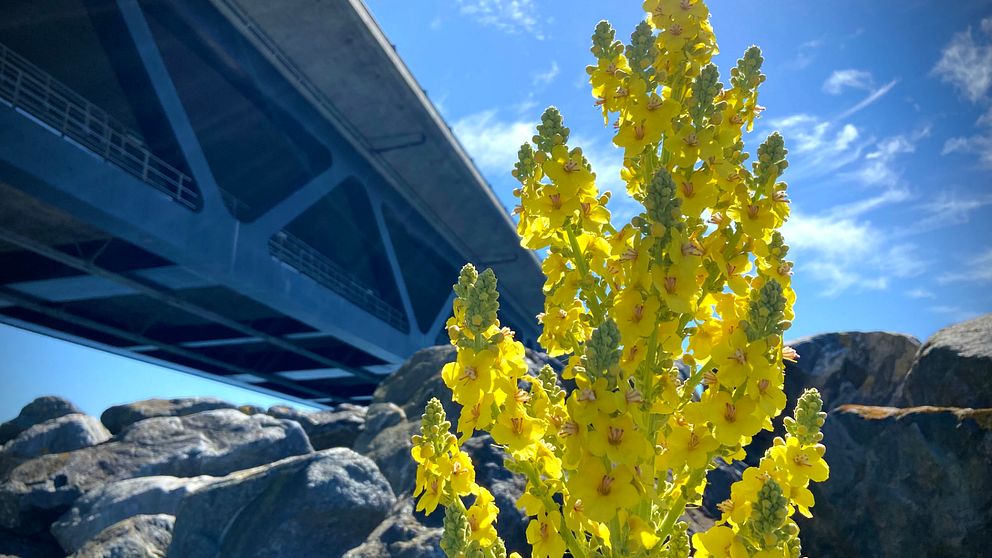 Den gula växten ölandskungsljus under Öresundsbron.