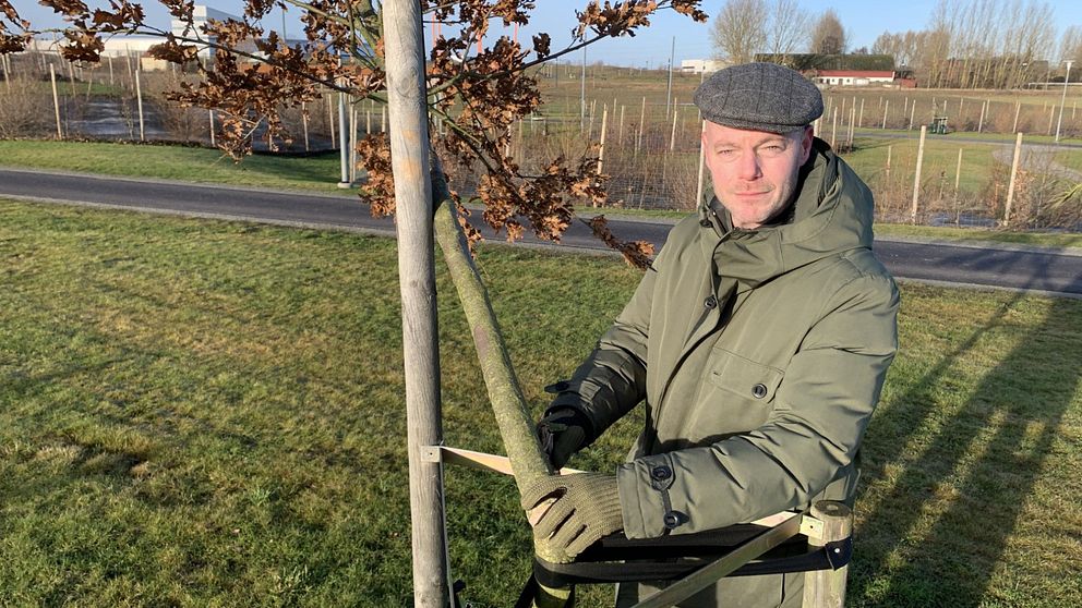 Stadsträdgårdsmästaren i Lund Karl-Oscar Seth inspekterar de avsågade träden i Kunskapsparken.