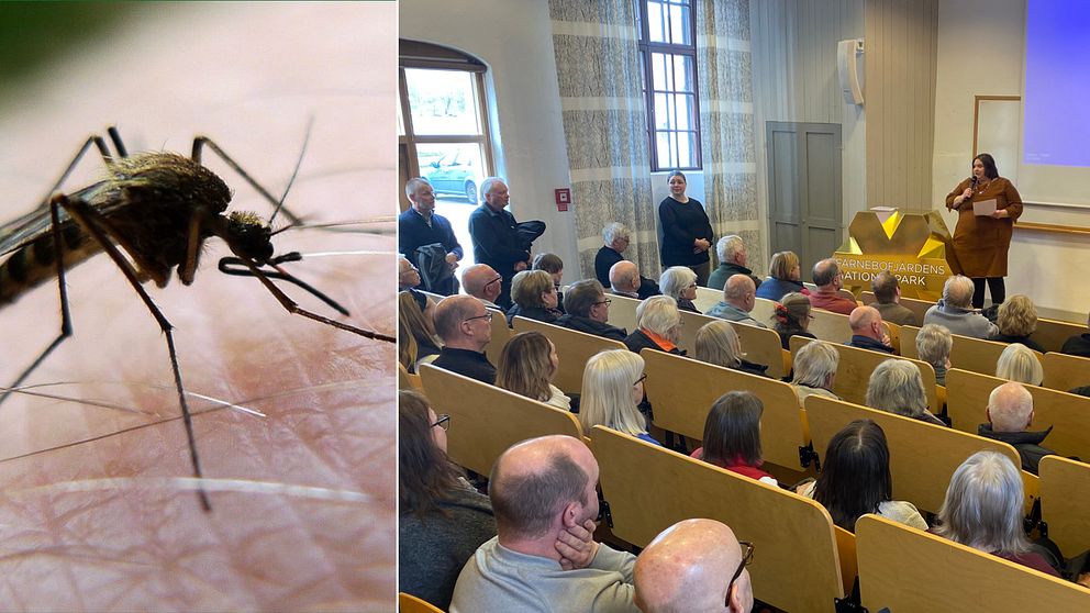 Närbild mygga och människor i en sal