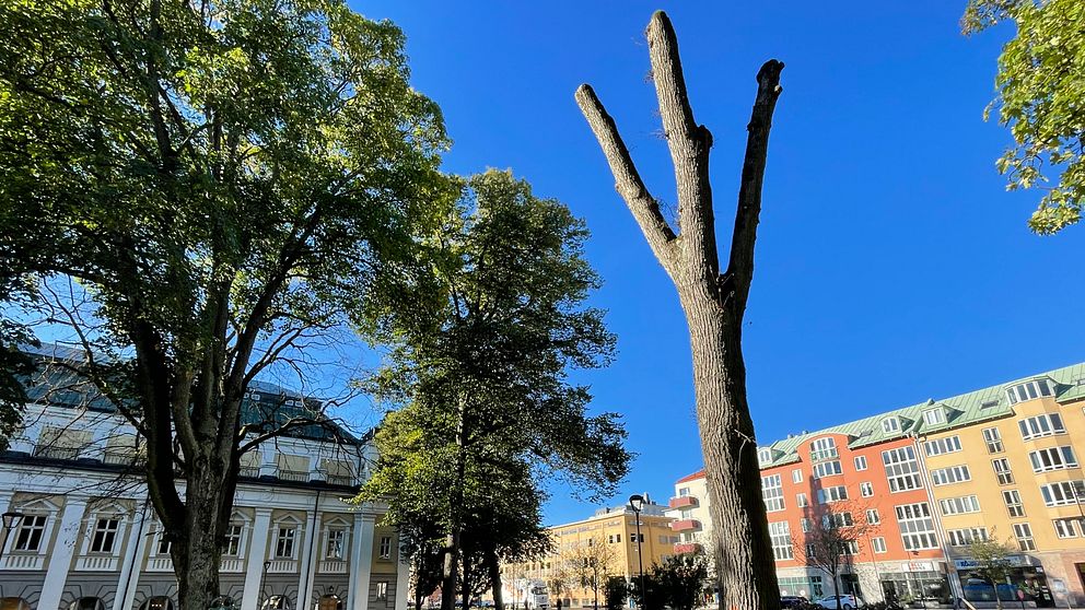 En alm som börjat att fällas. En klar blå himmel ovanför en grön park med gräsmatta. En gatuled leder framåt, med en avgränsad trädstam till höger som har ovanligt skurna grenar. I bakgrunden syns ett äldre byggnadskomplex till vänster och moderna flerfamiljshus till höger.