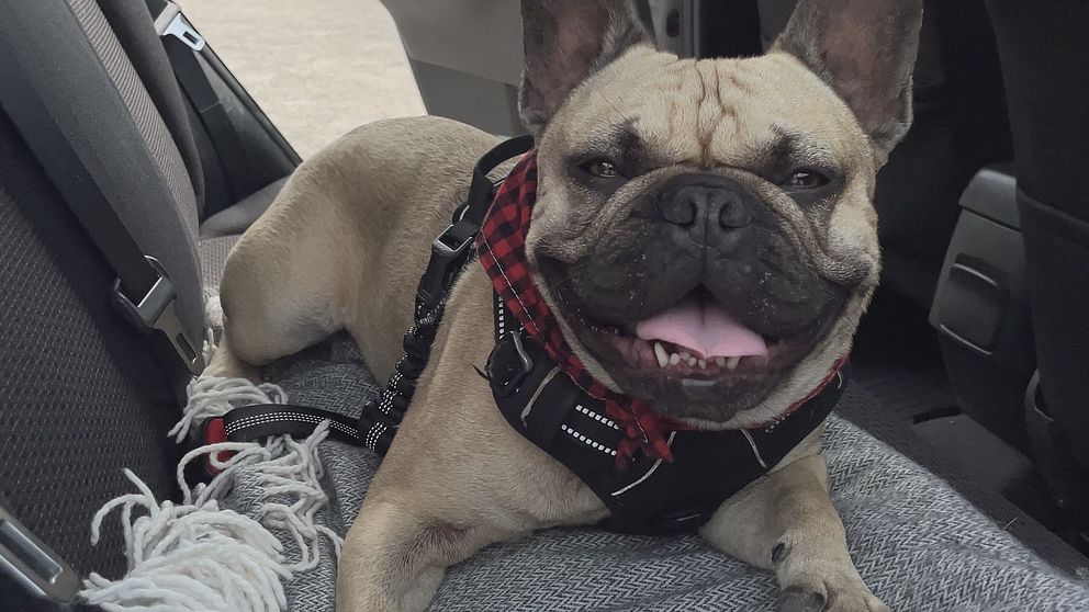 Fransk bulldog i en bil