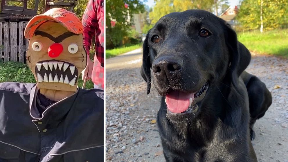 En delad bild med en docka till vänster som ser lite otäck ut med stora, vassa tänder och så till höger den helsvarta jaktlabradoren Lisa som ligger på en grusväg.