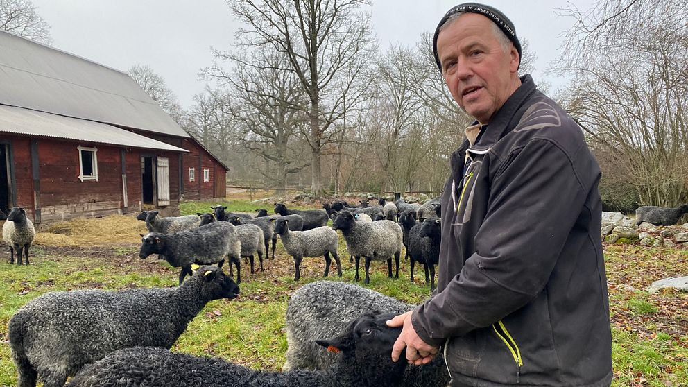 Fårbonden Gunnar Olsson