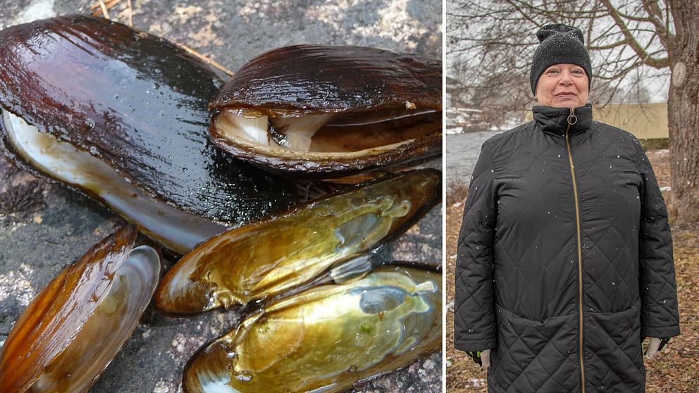 Två bilder i en. Musslor och Karin Brink.