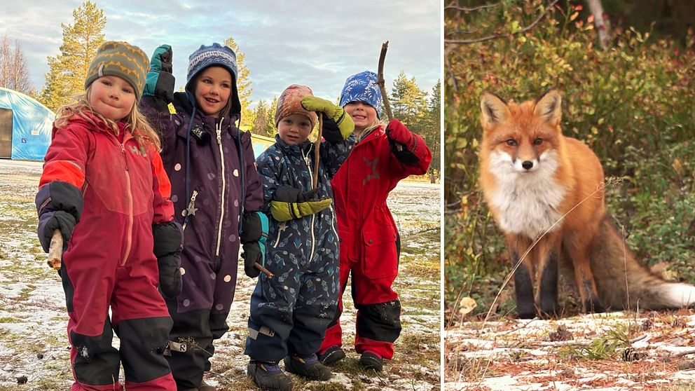 Till vänster:  Fyra glada små barn på gården på familjedaghemmet i Tavelsjö. Till höger: Räven holger i skogsbrynet.