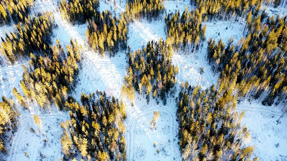 Flygbild av snötäckt skog med solbelysta trädtoppar.