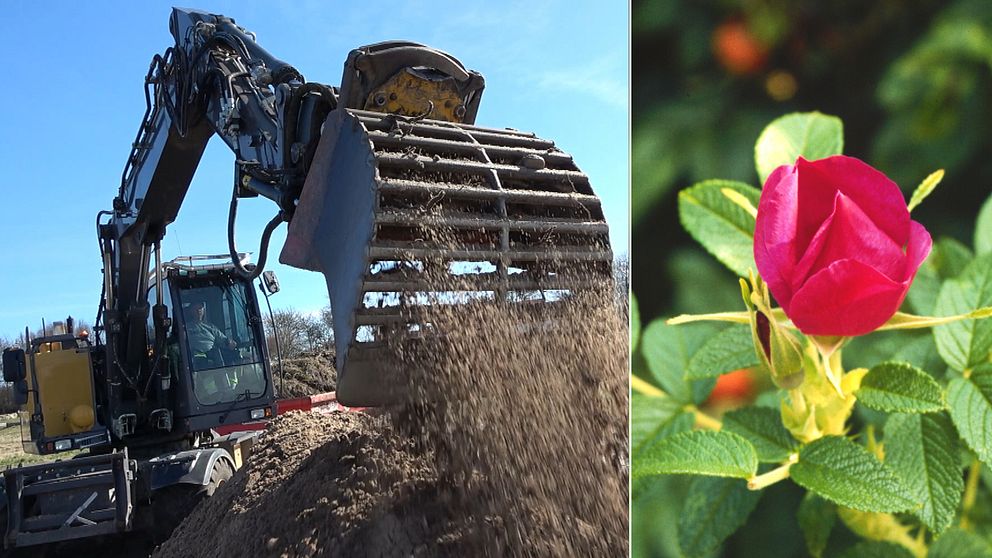 Skräckväxten robinia sprider sig i Skåne – trivs längs vägkanter | SVT ...