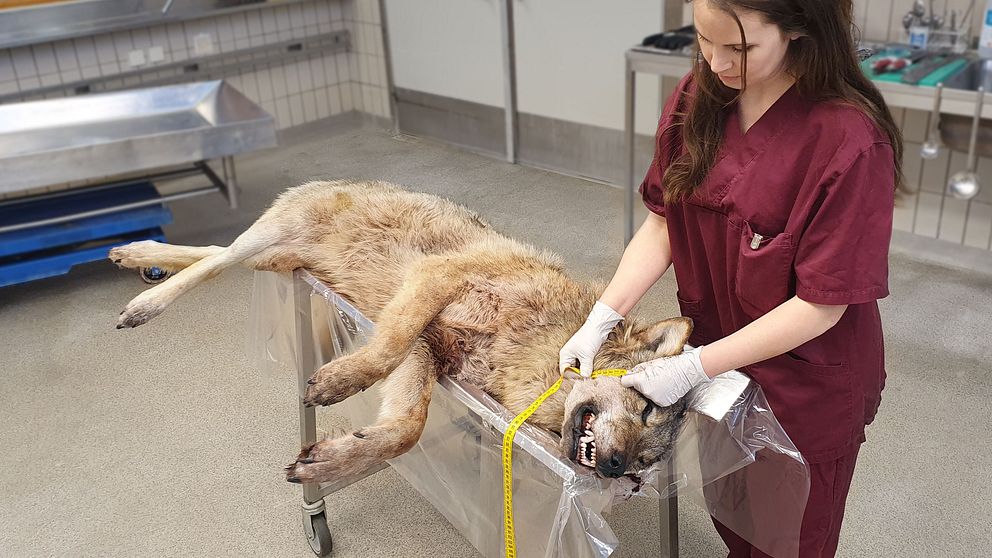 En död varg som sköts under årets licensjakt undersöks av SVA