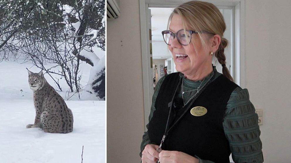 Tre frågor om: Lodjur i Västernorrland | SVT Nyheter